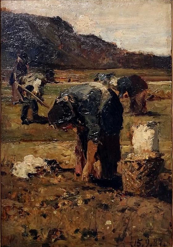 La raccolta delle patate